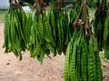 petai ، twisted cluster bean ، stinker  ، stink bean